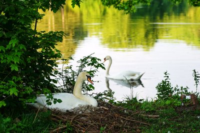 Photo from gallery Mute Swan Family 2 [June-July 2021] taken on 2021-06-08 20:33:14 at Yvelines by DrJLT