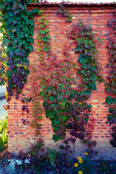 My Plants 2025 H2 #11