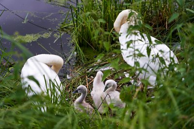 Photo from gallery Mute Swan Family 2 [June-July 2021] taken on 2021-07-06 20:28:39 at Yvelines by DrJLT