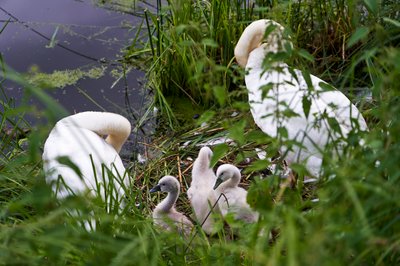 Mute Swan Family 2 [June-July 2021] #18