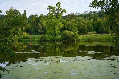 Mute Swan Family 2 [Aug 2021] #1