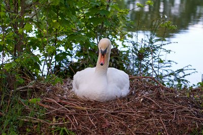 Mute Swan Family 2 [May 2021] #9