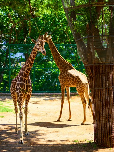 Kunming Zoo 2025 #2
