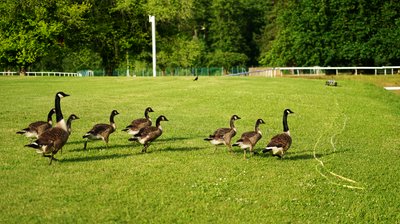 Canada Geese Family Part 2 [June 2021] #21