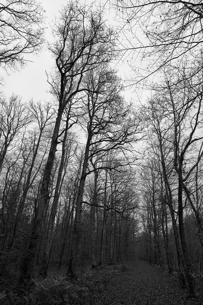 Senonches Forest [Nov 2021] #27