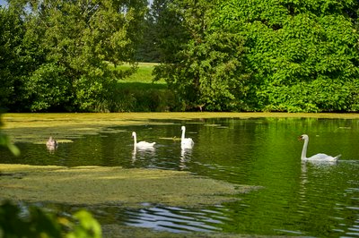 Mute Swan Family 2 [Aug 2021] #43