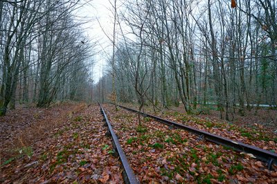 Senonches Forest [Nov 2021] #25
