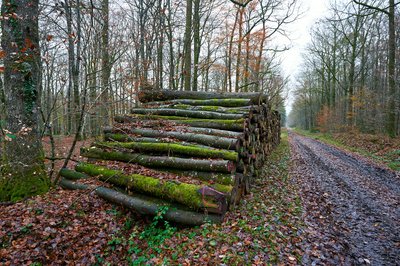 Senonches Forest [Nov 2021] #17