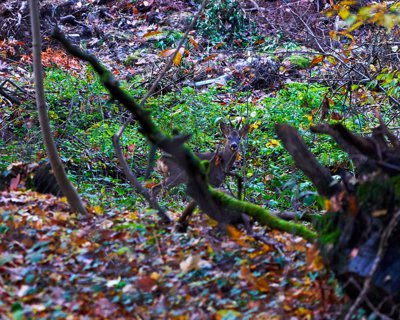 Photo from gallery Autumn (Trees, Leaves) 2019 taken on 2019:11:16 17:04:49 at Jouy-en-Josas by DrJLT
