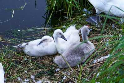Photo from gallery Mute Swan Family 2 [June-July 2021] taken on 2021-07-18 19:56:37 at Yvelines by DrJLT