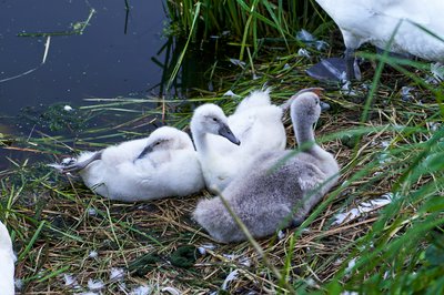 Mute Swan Family 2 [June-July 2021] #23