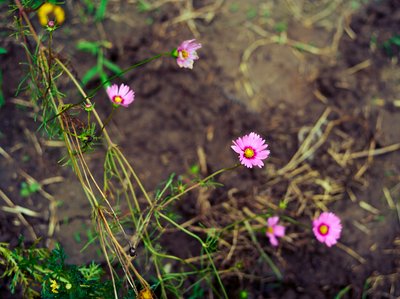 My Plants 2025 summer #8