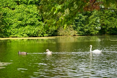 Photo from gallery Mute Swan Family 2 [Aug 2021] taken on 2021-08-27 18:00:12 at Yvelines by DrJLT