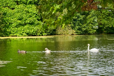 Mute Swan Family 2 [Aug 2021] #42