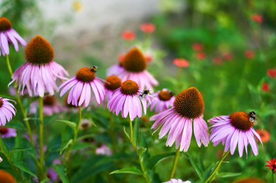 Jardin des plantes [Paris] Aug 2021 #20