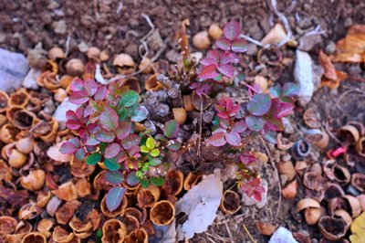 My Plants 2025 H2 #18