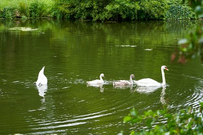 Photo from gallery Mute Swan Family 2 [Aug 2021] taken on 2021-08-05 16:49:03 at Yvelines by DrJLT