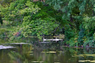 Mute Swan Family 2 [Aug 2021] #14