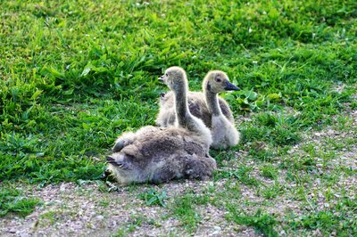 Photo from gallery Canada Geese Family Part 2 [June 2021] taken on 2021-06-01 20:58:13 at Yvelines by DrJLT