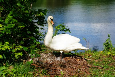 Photo from gallery Mute Swan Family 2 [June-July 2021] taken on 2021-06-06 17:53:15 at Yvelines by DrJLT