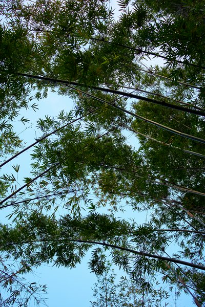 Zhongshan Parks 202601 #5