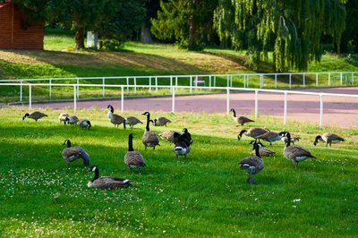 Canada Geese Aug 2021 #40