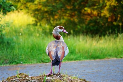 Cover for post Nature in June 2021 [Flowers, Egyptian Geese, Snails]