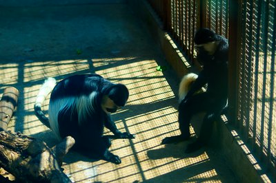 Kunming Zoo 2025 #6