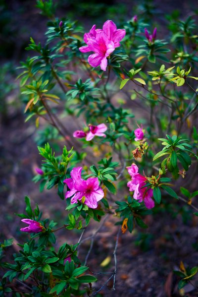 Zhongshan Parks 202601 #61