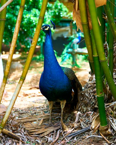 Kunming Zoo 2025 #41