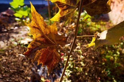 My Plants 2025 H2 #20