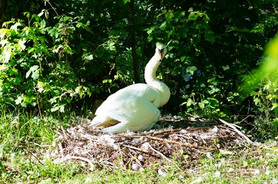 Photo from gallery Mute Swan Family 2 [June-July 2021] taken on 2021-06-14 18:47:06 at Yvelines by DrJLT