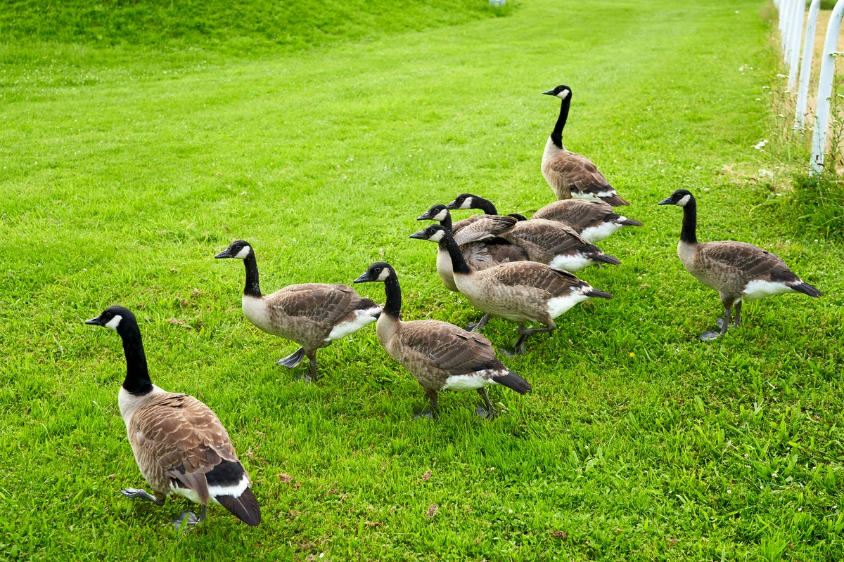 Hero Image forCanada Goose Couple & The Maturing of 7 Goslings [July 2021]