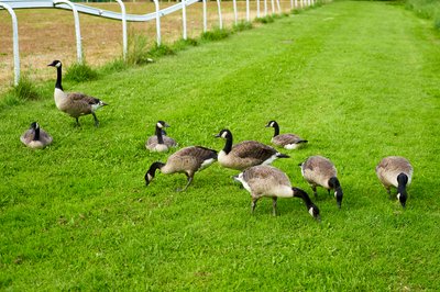Photo from gallery Canada Geese Family Part 3 [July 2021] taken on 2021-07-02 20:17:34 at Yvelines by DrJLT