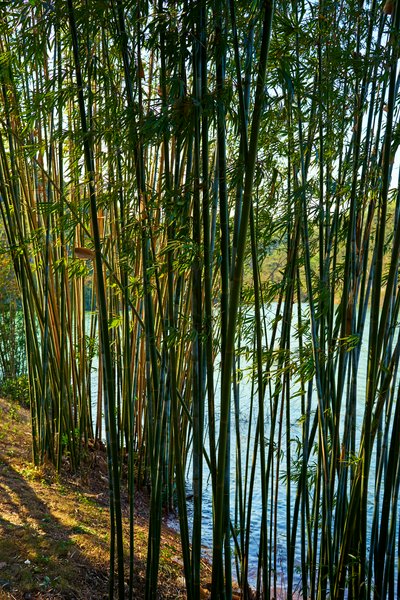 Zhongshan Parks 202601 #47