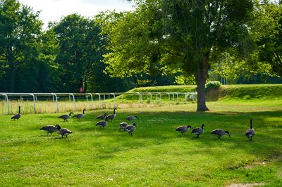 Photo from gallery Canada Geese Aug 2021 taken on 2021-08-20 18:03:10 at Yvelines by DrJLT