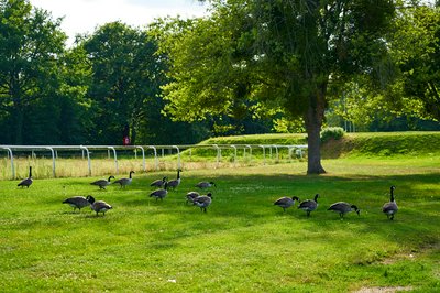 Canada Geese Aug 2021 #34