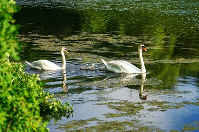 Cover for post Mute Swan Family 2 & 0-4-3-2 Cygnets [June-July 2021]