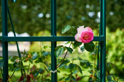 Jardin des plantes [Paris] Aug 2021 #35