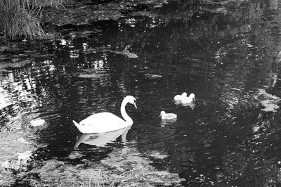 Mute Swan Family 2 [June-July 2021] #11