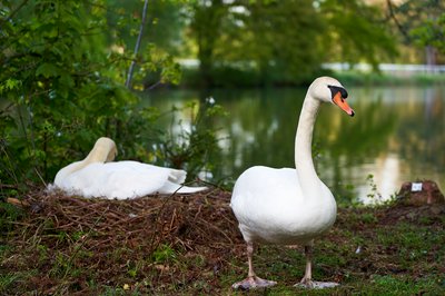Photo from gallery Mute Swan Family 2 [May 2021] taken on  at Yvelines by 
