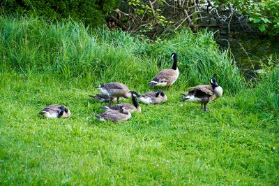 Photo from gallery Canada Geese Family Part 2 [June 2021] taken on 2021-06-27 19:56:16 at Yvelines by DrJLT