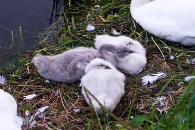 Photo from gallery Mute Swan Family 2 [June-July 2021] taken on 2021-07-16 20:58:51 at Yvelines by DrJLT