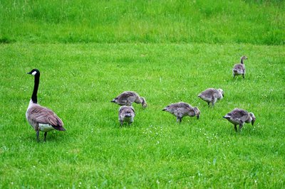 Canada Geese Family Part 2 [June 2021] #4