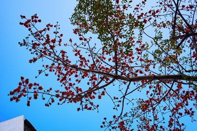 Zhongshan 202602 #51