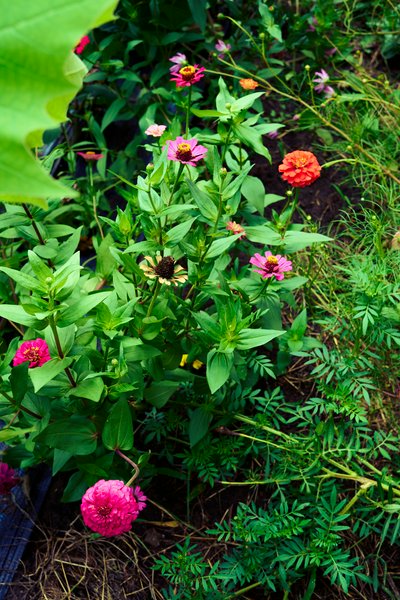My Plants 2025 summer #11