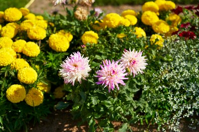 Jardin des plantes [Paris] Aug 2021 #30