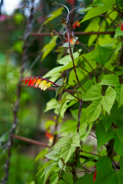 Jardin des plantes [Paris] Aug 2021 #21