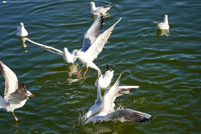 Seagulls, Swans, Flowers in Versailles (Park) Spring 201902 #3