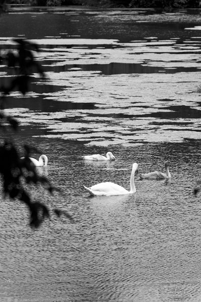 Photo from gallery Mute Swan Family 2 [Aug 2021] taken on 2021-08-05 16:47:27 at Yvelines by DrJLT